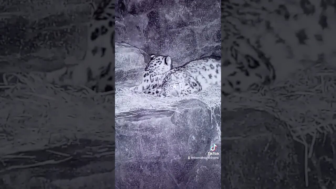 SNOW LEOPARDS CHILLING IN THE EVENING AT NORTHUMBERLAND ZOO VIDEO 10 #zoolife #shorts #snowleopards