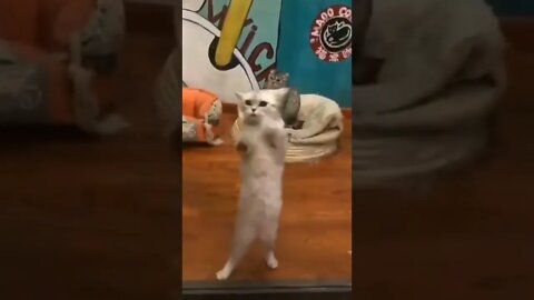 funny cat