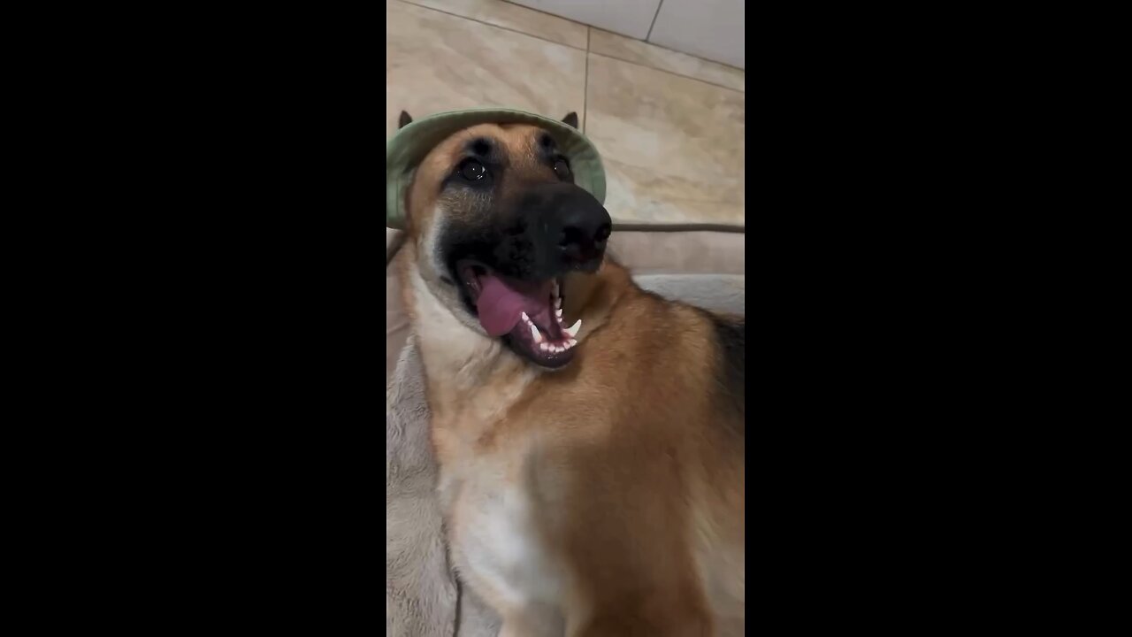 German Shepherd comedy 🤣🤣