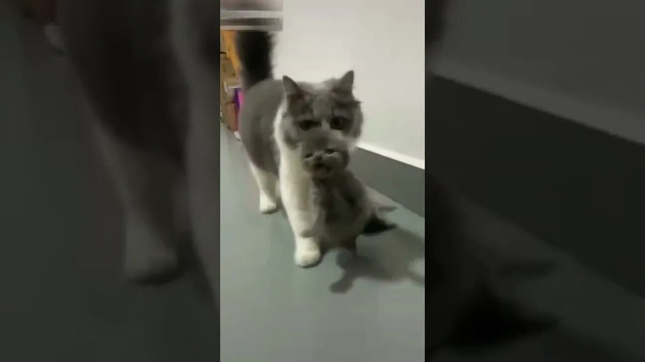 Cat and kitten cute video #shorts #cat #kitten