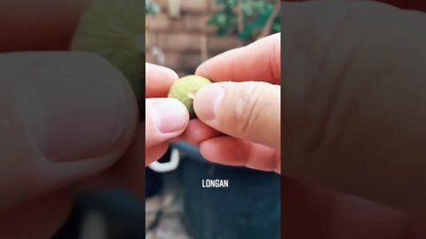 Longan (Nhãn) - GreenMangoes #shorts #viral #grow #gardening