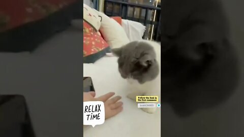 cute cat videos 😹 funny videos 😂 723 😻 #shorts #shortsfunny #cutecat #funnycat #catvideos #catscare