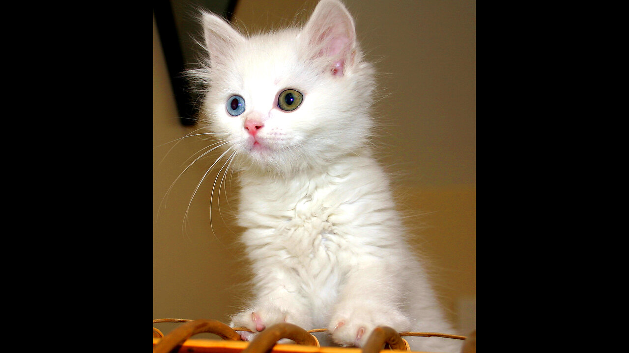 Sounds that attract cats - Meow to make cats come to you