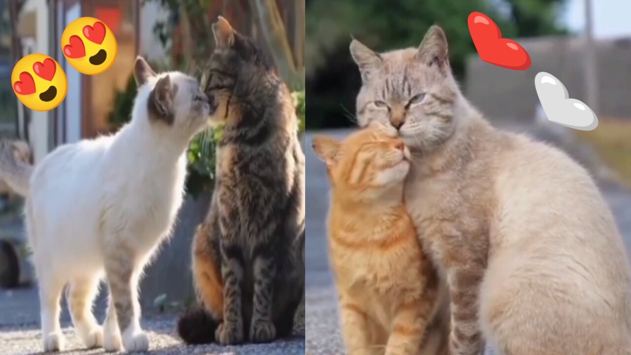 Kissing Couple Catπ cute cat loves π₯°π