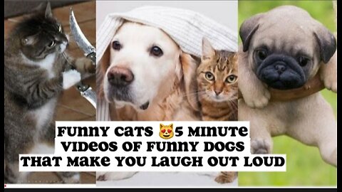 Funny Cats 😻5 Minute Videos of Funny Dogs That Make You Laugh Out Loud