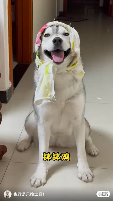 Funny Animals 12| Funny Animals Dog| Takamaga