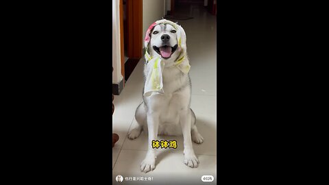 Funny Animals 12| Funny Animals Dog| Takamaga