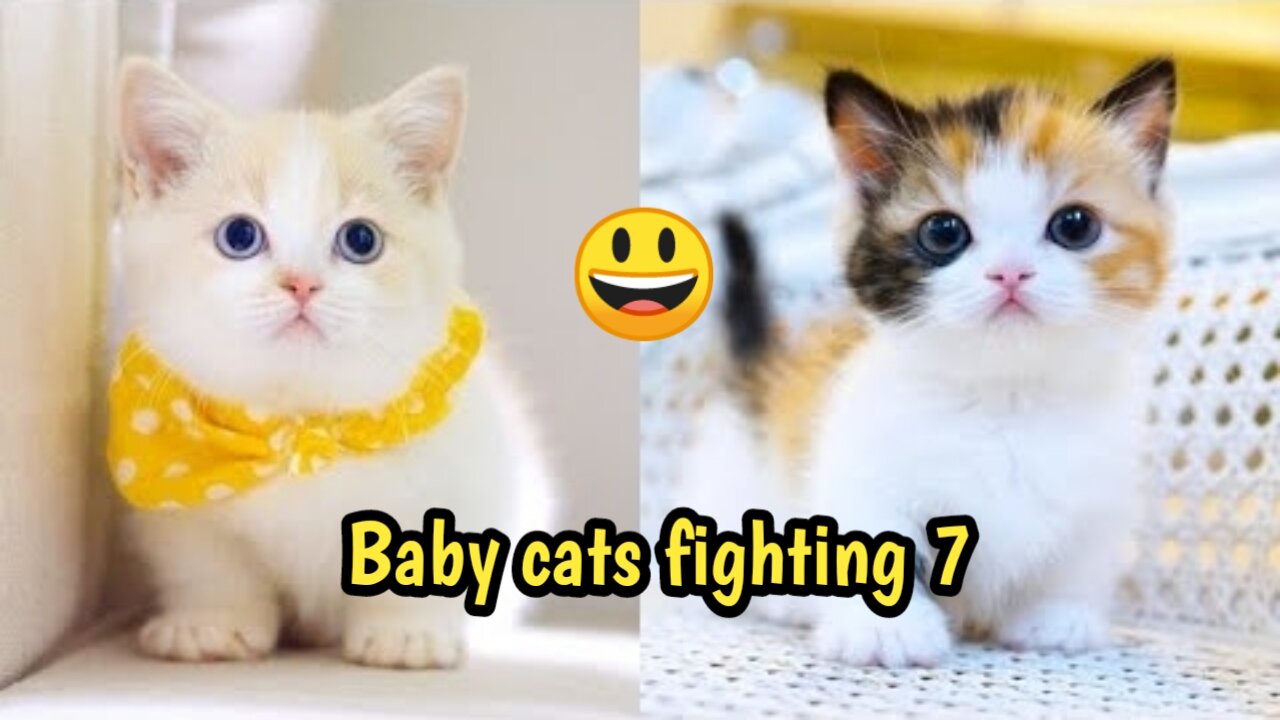 Baby Cats Fighting 7