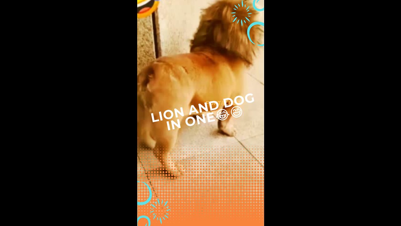 Lion and dog in oneπ
π #funny videos