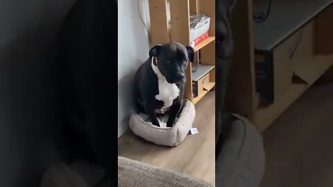 Very cute and adorable dog sympathy for the cat