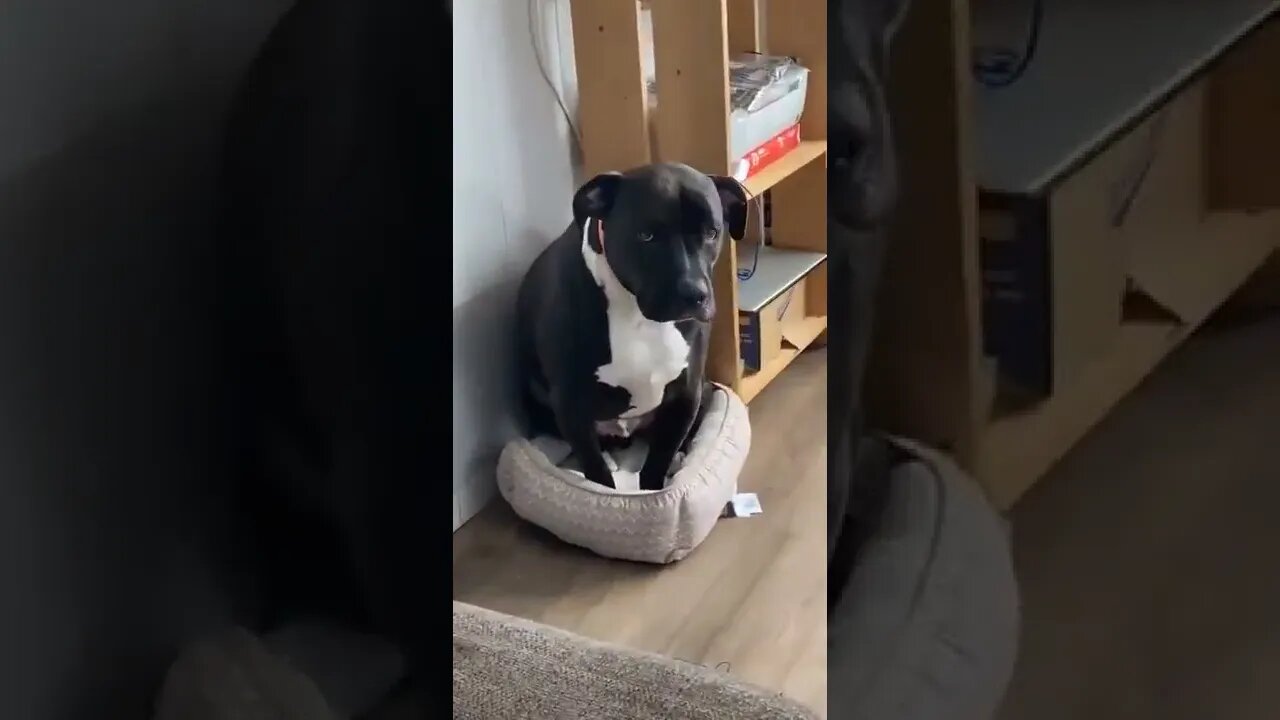 Very cute and adorable dog sympathy for the cat