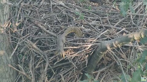 Hays Eagles Squirrel has a snack in the nest 2021 09 14 09:37AM