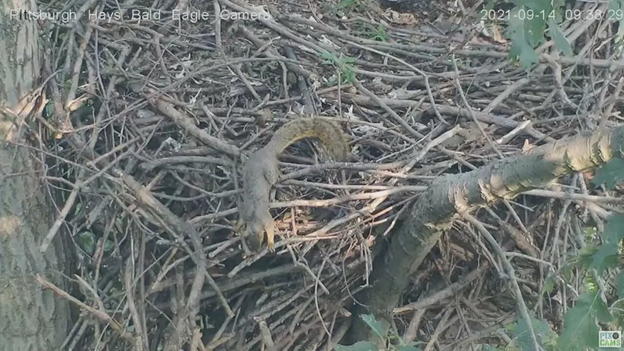 Hays Eagles Squirrel has a snack in the nest 2021 09 14 09:37AM
