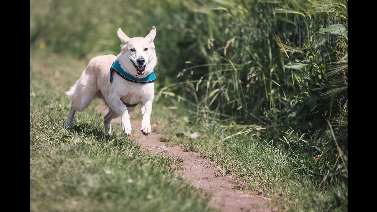 The Top 5 Training Commands You Need to Teach Your Dog