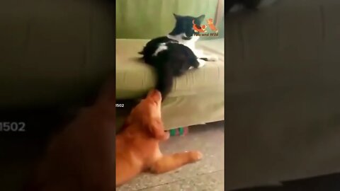 cute cat vs clever dogs #cats2022 #dogs2022 #Petsandwild