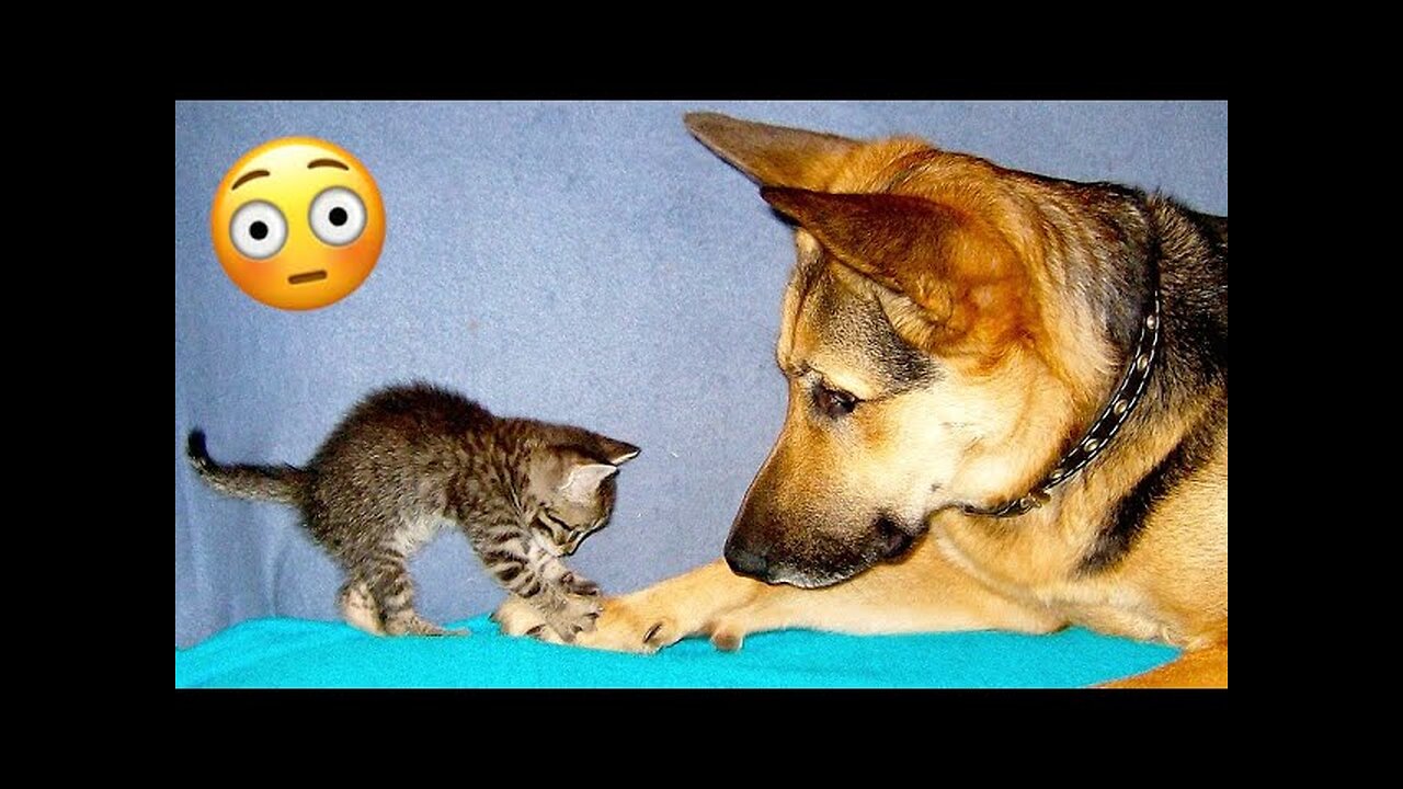 funny animals 🤣🐕 dog's and cat 🐈 videos