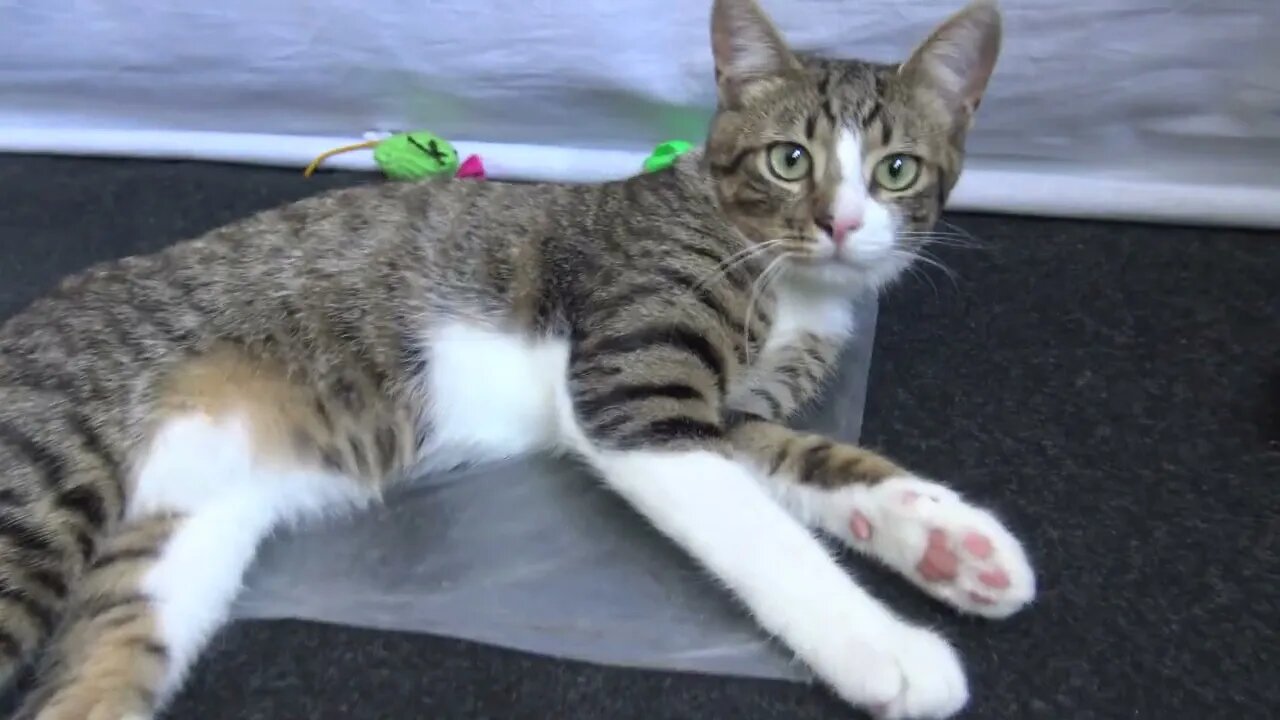 Cute Kitten Stretches on the Carpet