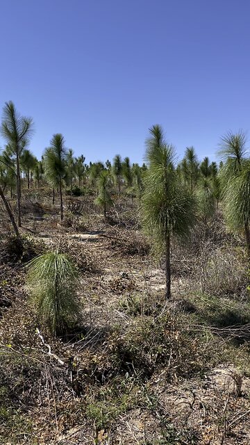 White Pine Needle Extract