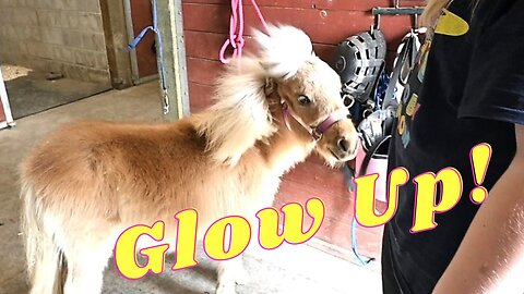 Giving Our Horses A Glow Up And Our Experience With A Creepy Man!