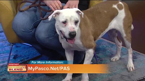 Pet Patrol | Morning Blend