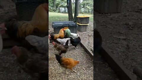 High speed chickens chowing on cabbage. #chickens #cabbage