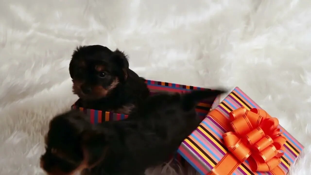 two puppies Yorkshire terrier in a gift box