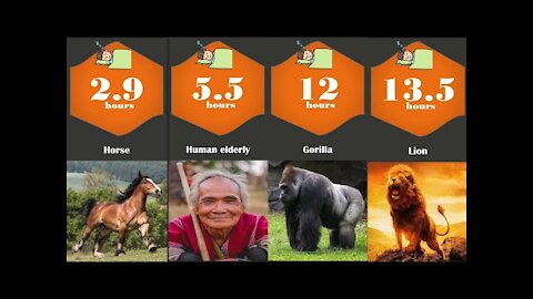 Sleep time comparison | human and animal | the most extreme sleeping hours among animals