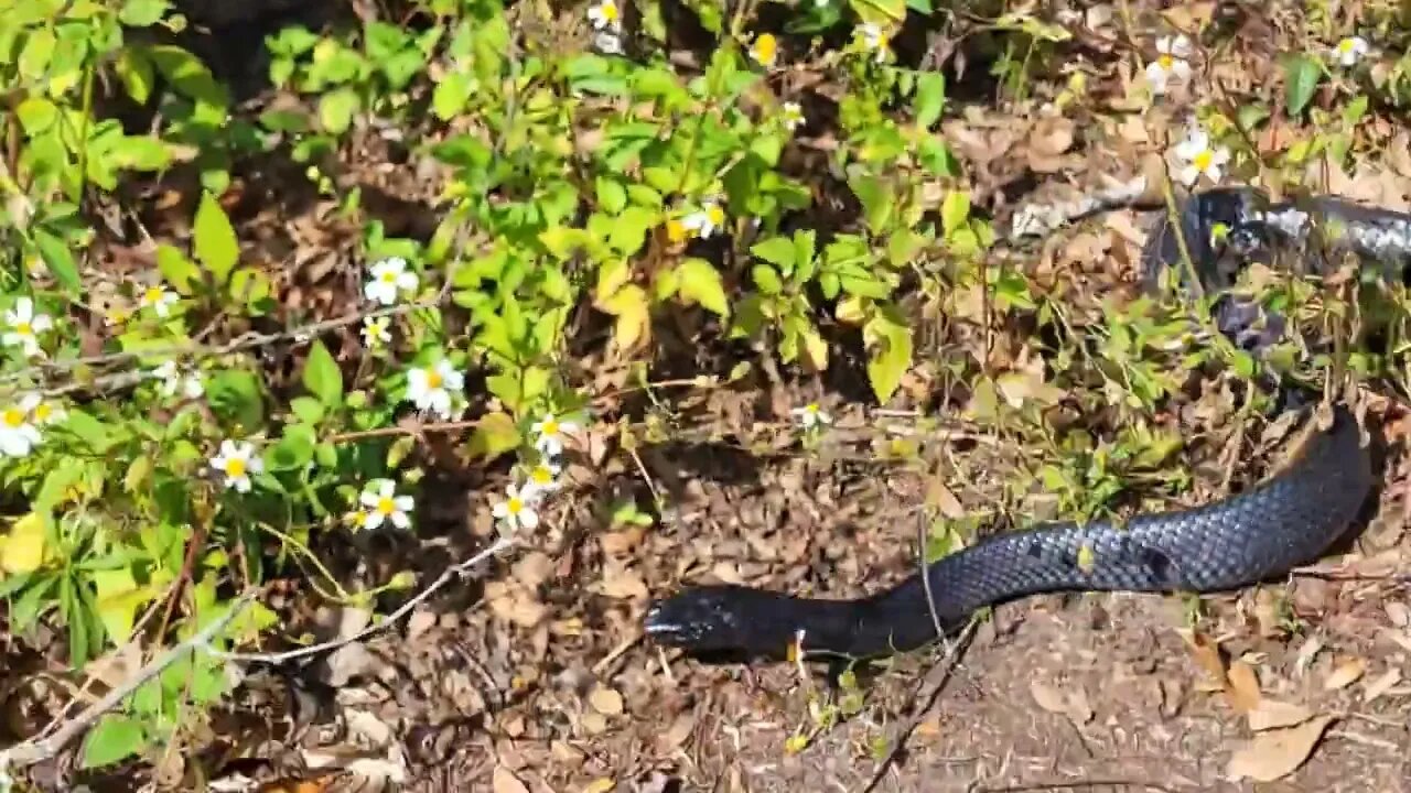 Was this a friendly snake that they ran over???