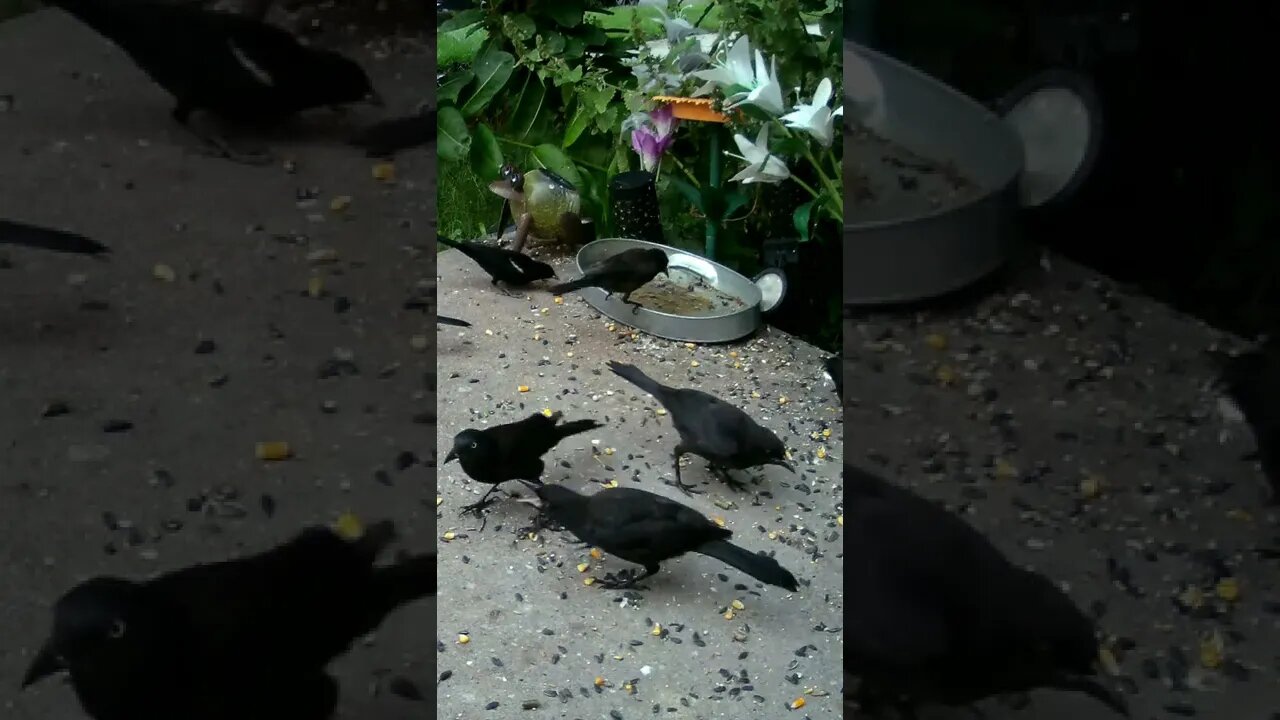 The Grackle Fledglings Demand To Be Fed #Shorts 🌞