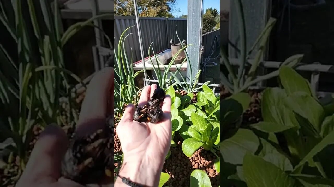 Super Green Aquaponics Bok Choy 🐟🐟🥬🥬
