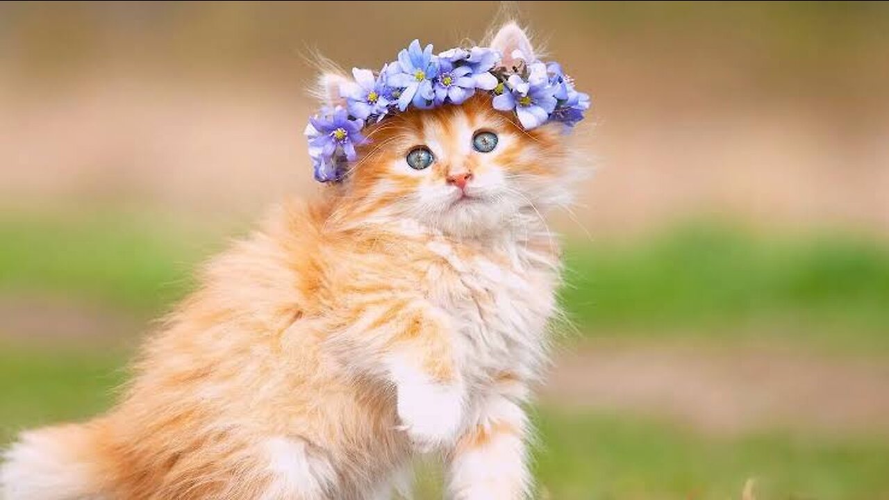 funy cat