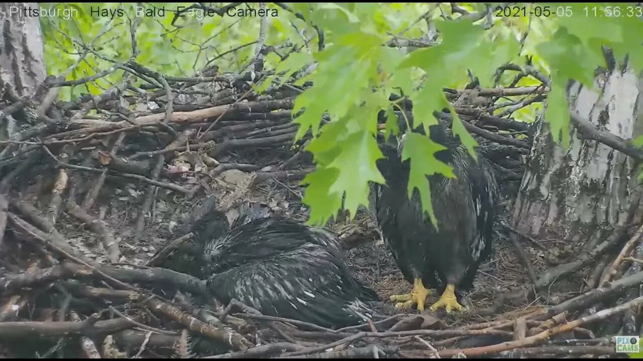 Hays Eaglet watches as Baltimore Oriole visits nest 2021 05 05 11:56AM