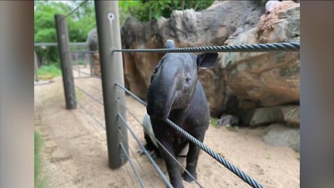 Meet Denver Zoo's newest tapir, named JonHi