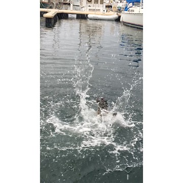 "Drowning" seal is an unbelievable actor