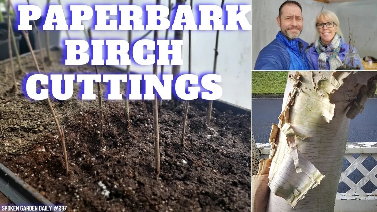 ✂ Taking Paperbark Birch Cuttings - SGD 287 ✂