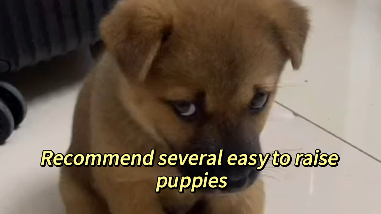 Recommend several easy to raise puppies