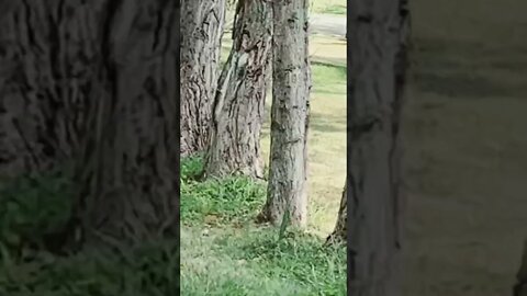 Lots of baby Turkey