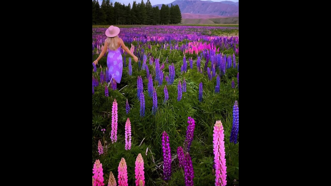 Lupine fields in new zealand