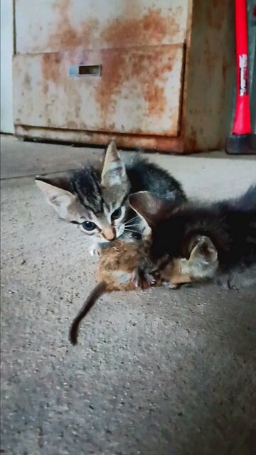 A Pride of Kittens Destroy a Rat!
