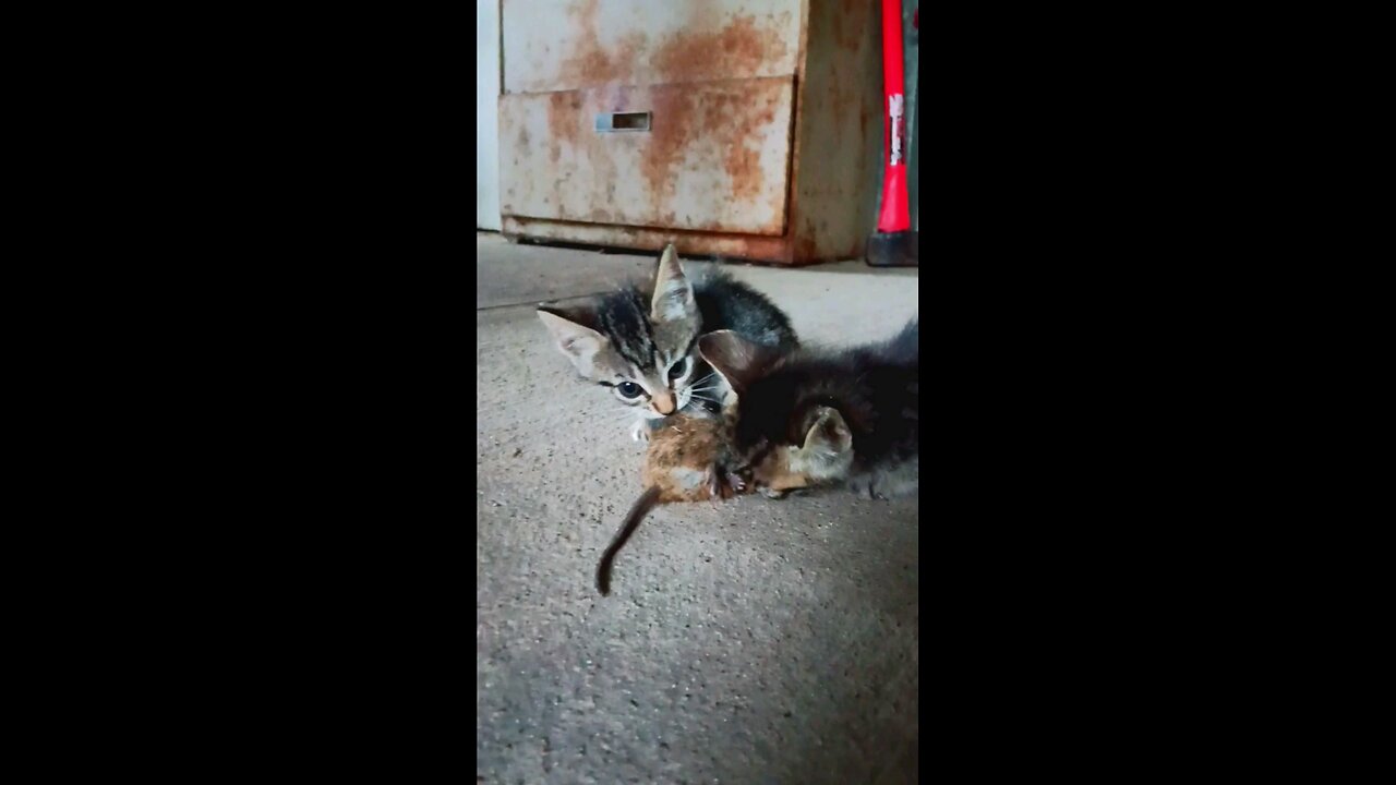 A Pride of Kittens Destroy a Rat!