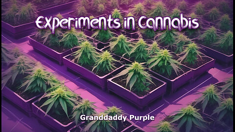 Experiments in Cannabis - Granddaddy Purple - Outdoors and Natural