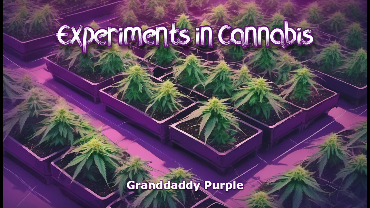 Experiments in Cannabis - Granddaddy Purple - Outdoors and Natural