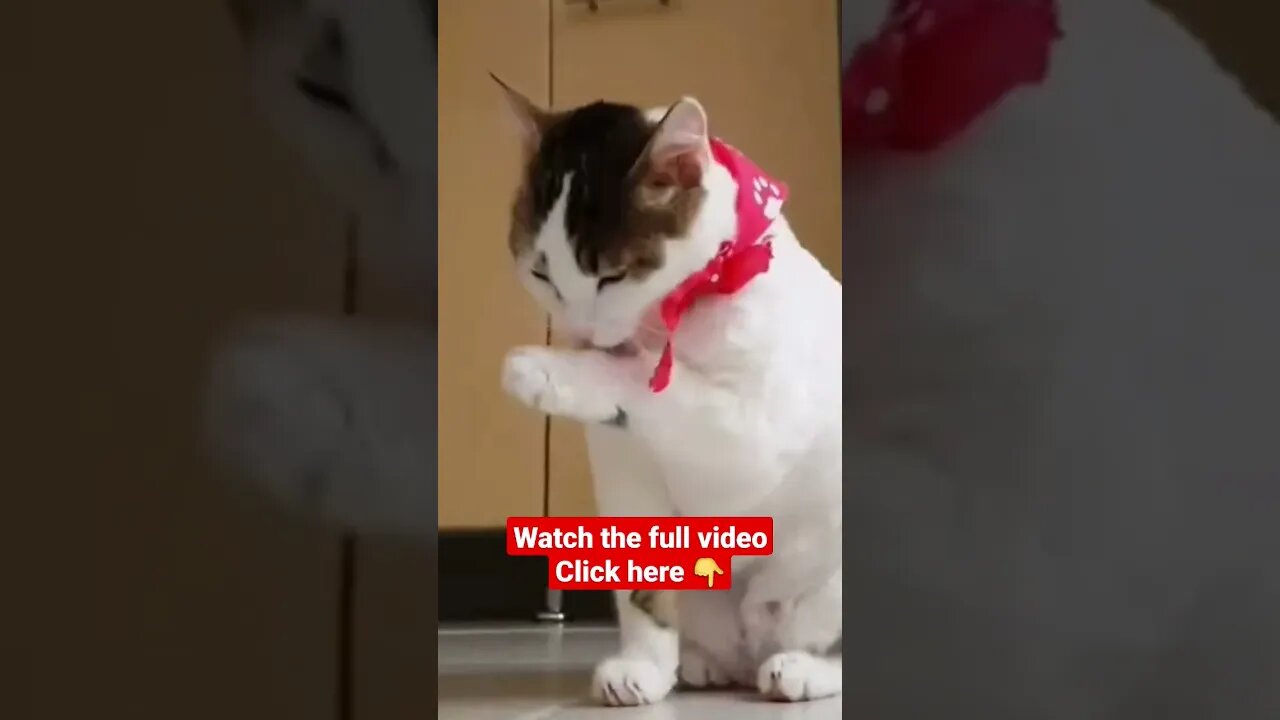 cute cat videos 😹funny videos 😂1252😻#shorts #catvideos #funnycatsvideos #cat