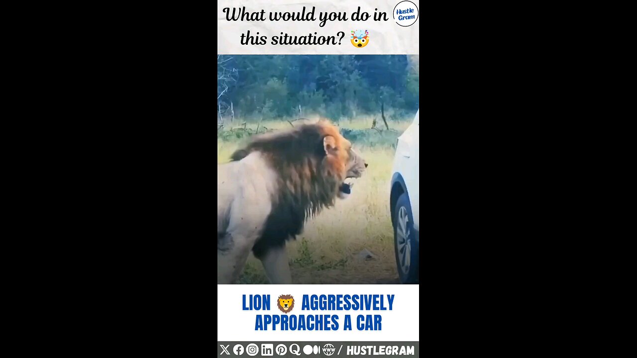 Lion aggressively approaches people in a car