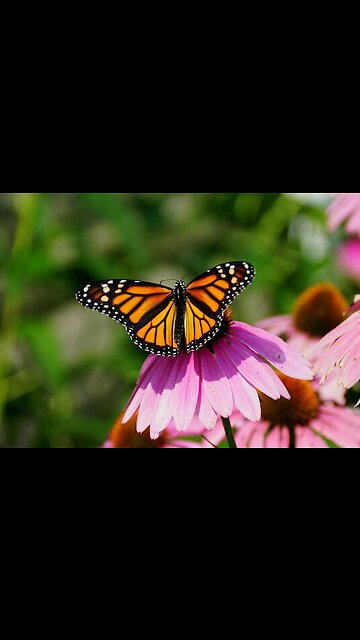 Monarch Butterfly