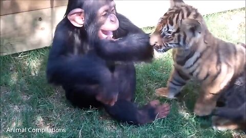 !!!!Must See!!!!! cute baby chimp playing with friends🐈🐒🐕