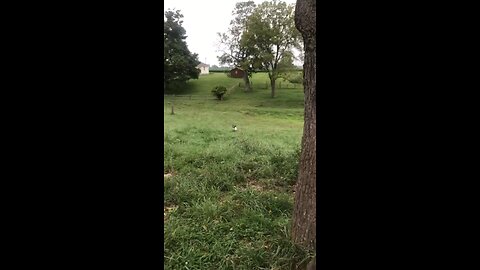 English shepherd and shitzu tree a squirrel