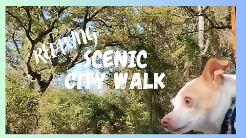 Explore Relaxing SCENIC City Walk with our Cheerful Canine Cohorts