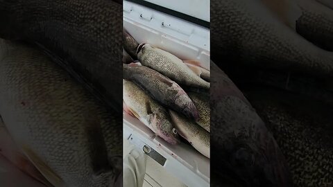 What a difference a day makes. 5 man limit, nice fish hit the cooler! Lake Erie Walleye in the rain!