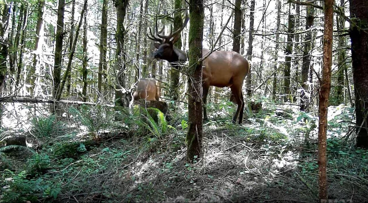 Big Roosevelt Elk Right in Front of Our Camera